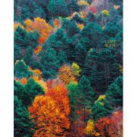 Тетрадь на кольцах Панорама леса, А5, 160 листов, клетка