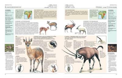 Животные мира. Моя большая энциклопедия.