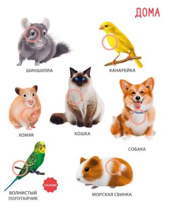 Робинс 50 звуков. Животные