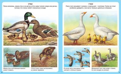 Животные. Эмили Бомон