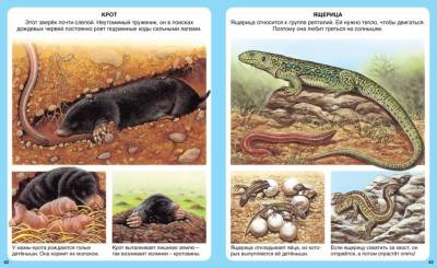 Животные. Эмили Бомон