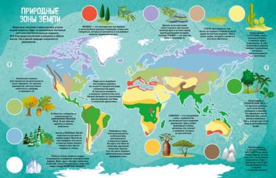 Мир животных в картинках. Илария Барсотти